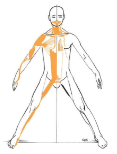 chaine musculaire antéro-médiane (AM)