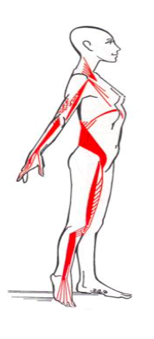 chaine musculaire antéro-postérieure (AP)