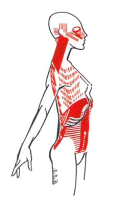 chaine musculaire postéro-antérieure (PA)