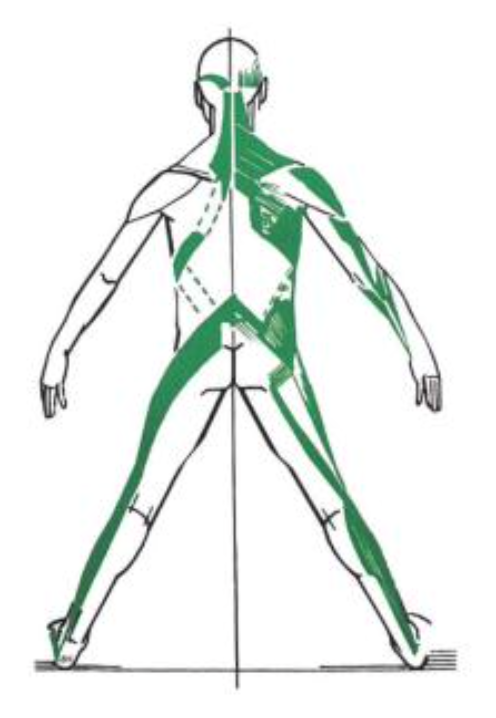 chaine musculaire postéro-latérale (PL)