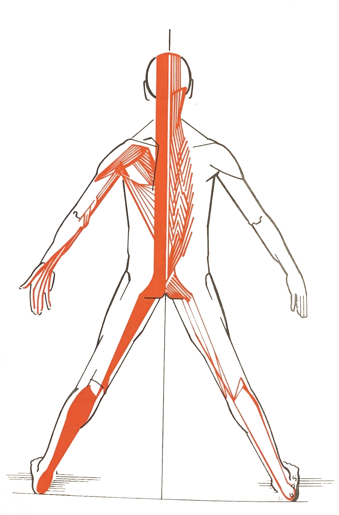 chaine musculaire postéro-médiane (PM)